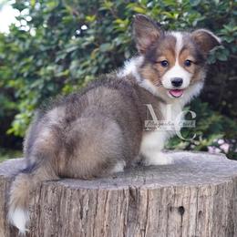 Remi (Fluff) - Sable female Pembroke Welsh Corgi puppy in Straughn, Alabama from Magnolia Creek Corgis