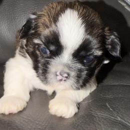 Shih Tzu Puppies from Niepoetter Shih Tzus