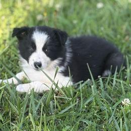 Jaime- black and white - Black and white female Border Collie puppy in Chattanooga, Tennessee from Ross Vegas Kennels