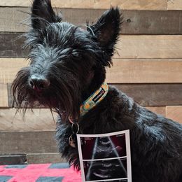 Lexi - Scottish Terrier