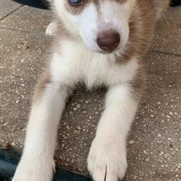Siberian Huskies from Florida Husky Den