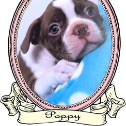 Baby Poppy - Seal and white female Boston Terrier puppy in Kingsport, Tennessee from Sleepwalker Bostons