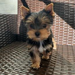 Twixy - Black and gold female Yorkshire Terrier puppy in Florence, Alabama from Yorkies of Forest Creek