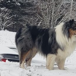 Loki - Australian Shepherd