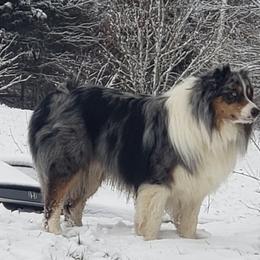 Loki - Australian Shepherd