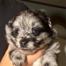 Andy - Blue merle male Pomeranian puppy in Skipperville, Alabama from Nay Nay’s Babies