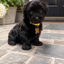 Nala - Black and white female Aussiedoodle puppy in Albertville, Alabama from Home Sweet Home Doodles LLC
