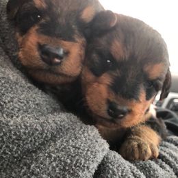 Airedale Terrier and Boxer Puppies from Roc Haven Airedales & Boxers