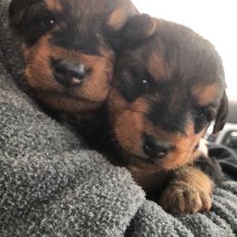 Airedale Terrier and Boxer Puppies from Roc Haven Airedales & Boxers
