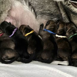 German Shepherd puppies from MK-K9 L.L.C.