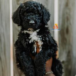 Boy 2 - Black and white male Bernedoodle puppy in Independence, Missouri from Crown Stephens Family Doodles