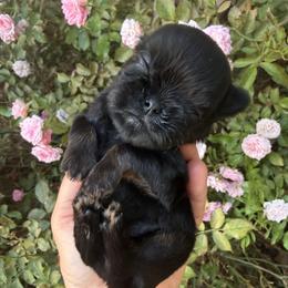 Pixie - Black and tan female Brussels Griffon puppy in Brooks, Georgia from Brooks Berner Bears & Brussels Griffons