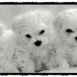 Maltese Puppies from Rockin Rivers AKC Maltese & Malshi's
