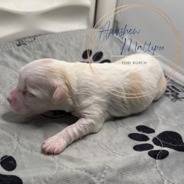 Tory Burch - Silver beige female Maltipoo puppy in Weatherford, Texas from Aprishew Maltipoo