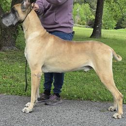 Blaze - Great Dane