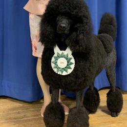 Poodles from Croton Pines Standard Poodles LLC