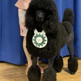 Poodles from Croton Pines Standard Poodles LLC