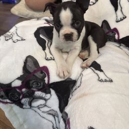 Orange - Black brindle and white male Boston Terrier puppy in Goshen, Ohio from Washburns bostons