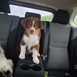 Australian Shepherd Puppies from Triple M Aussies