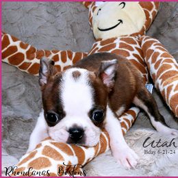 Boston Terrier Puppies from Rhondanas Boston Terriers