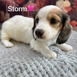 Storm AKC  (Reduced thru Monday) - Piebald female Dachshund puppy in Jena, Louisiana from Amy’s Mini Doxies
