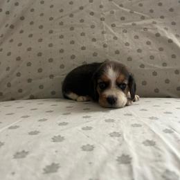 Girl 3 - White black and tan female Beagle puppy in Newman, California from Valley Beagles
