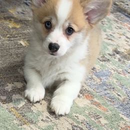 Pembroke Welsh Corgi Puppies from Brilliant Breeds
