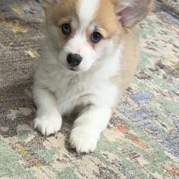 Pembroke Welsh Corgi Puppies from Brilliant Breeds