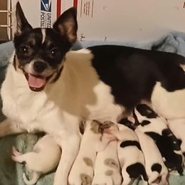 Cruella - Chihuahua