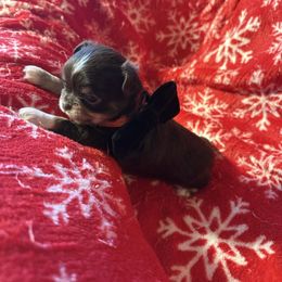 Will - Chocolate and tan male Chihuahua puppy in Beaumont, Texas from Anastasia’s Tiny Pupps