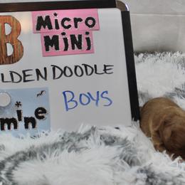 Goldendoodle and Poodle Puppies from Partridge Doodles and Poodles