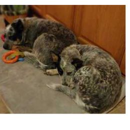 Australian Cattle Dog puppies from B & E Farms