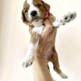Goldendoodle Puppies from Ankeny Doodles
