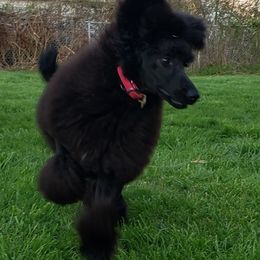 Poodles from Saturnalia Kennels