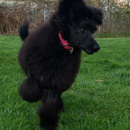 Poodles from Saturnalia Kennels