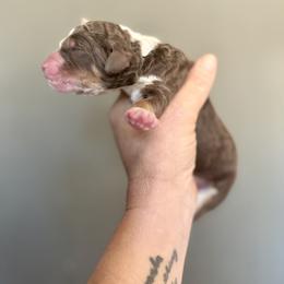 Bernedoodle, Poodle, and Saint Berdoodle Puppies from Remington Kennels, LLC