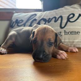 Light pink collar - Fawn female Great Dane puppy in Corsica, Pennsylvania from Ferguson Family Danes LLC