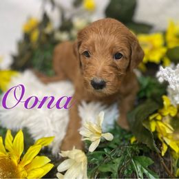 Oona - Red  Goldendoodle puppy in Humble, Texas from Texas Shine Doodles