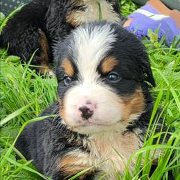 Gray - Black rust and white male Bernese Mountain Dog puppy in Auburn, Washington from MSM Bernese Mountain Dogs