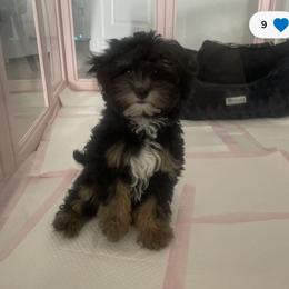 Bernedoodle puppies from Liberty Farms Puppies