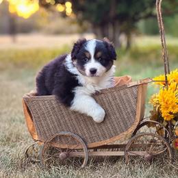 Mary - Black tri-color female Australian Shepherd puppy in Wauneta, Nebraska from 4H Aussies