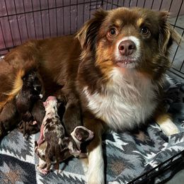 Miniature Australian Shepherd Puppies from Windy River Mini Aussie