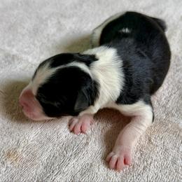 Magpie - Black and white female Border Collie puppy in Rickman, Tennessee from Roaring River Border Collies