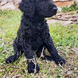 Curly-Coated Retriever Puppies from Tyneside Curlies