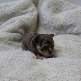 Caramel Toffee - Merle female Chihuahua puppy in Willamina, Oregon from Cherished Chihuahuas