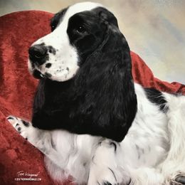 English Cocker Spaniels from Asherwood English Cockers