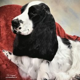 English Cocker Spaniels from Asherwood English Cockers