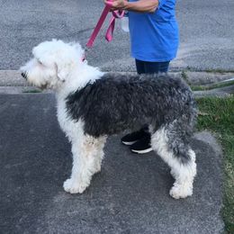 Beth - Old English Sheepdog