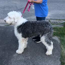 Beth - Old English Sheepdog