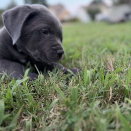 Cane Corso Puppies from Aries Legecy Cane Corso